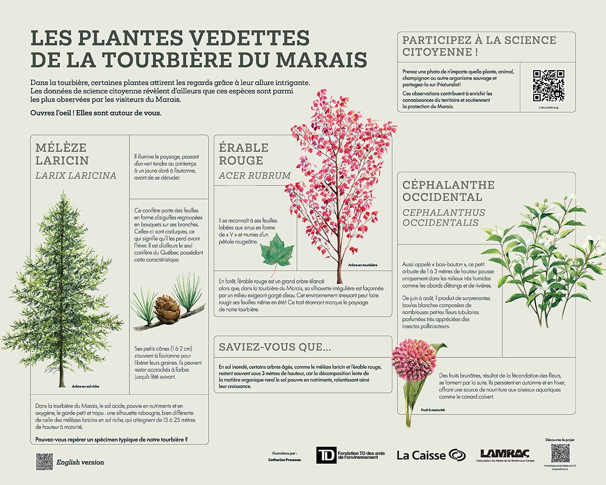 À la découverte de la flore du Marais